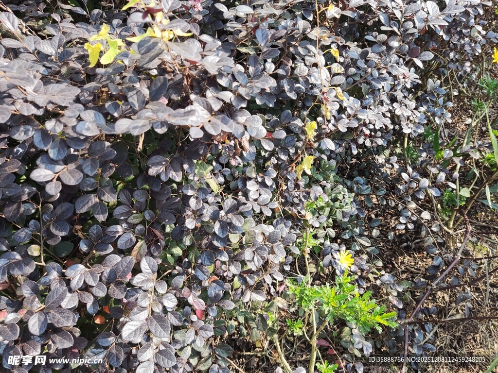 葡萄藤上的紫葡萄