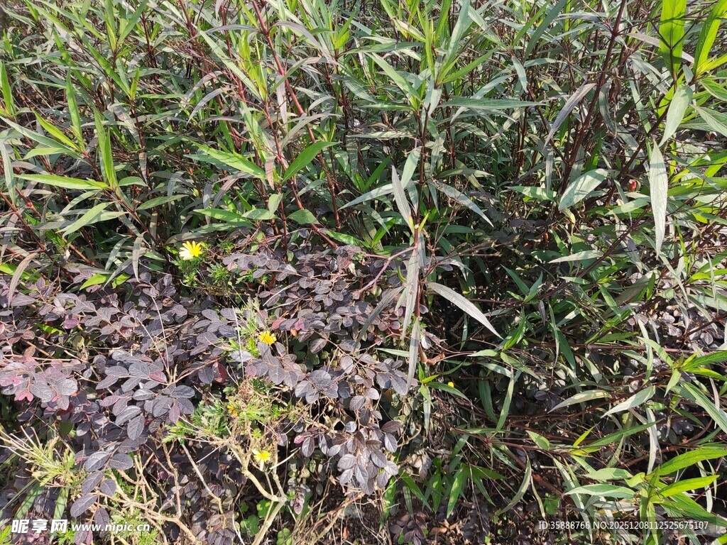 野外丛生的绿色植物
