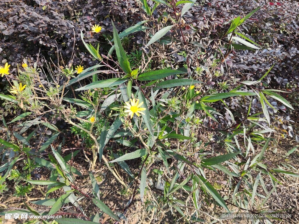 野外黄色小花植物特写