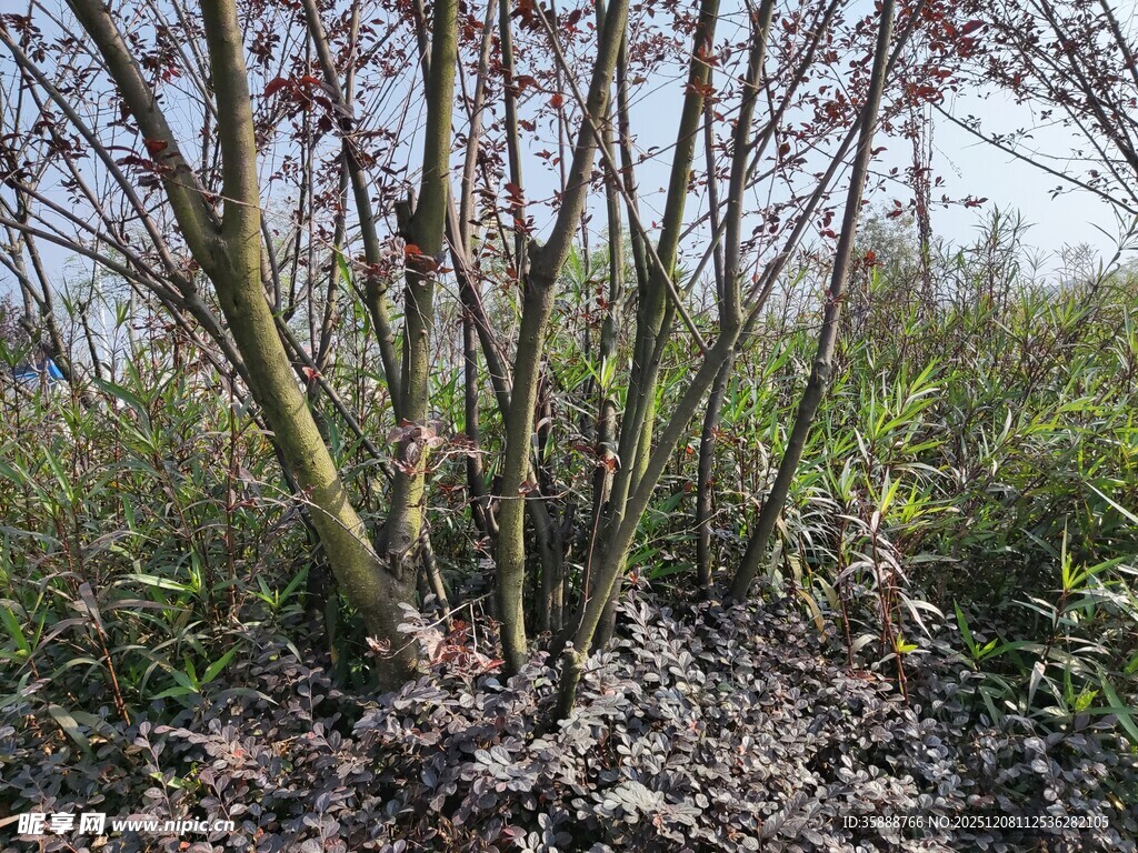 野外枯木与新生植物景象