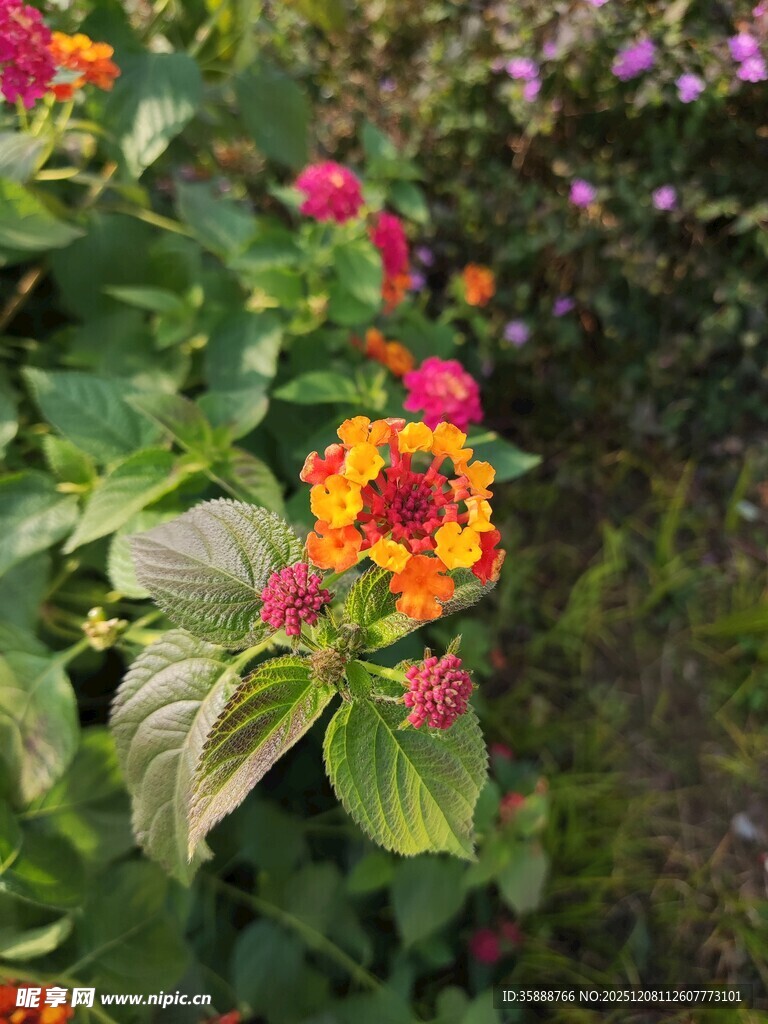 多彩艳丽的绽放花朵