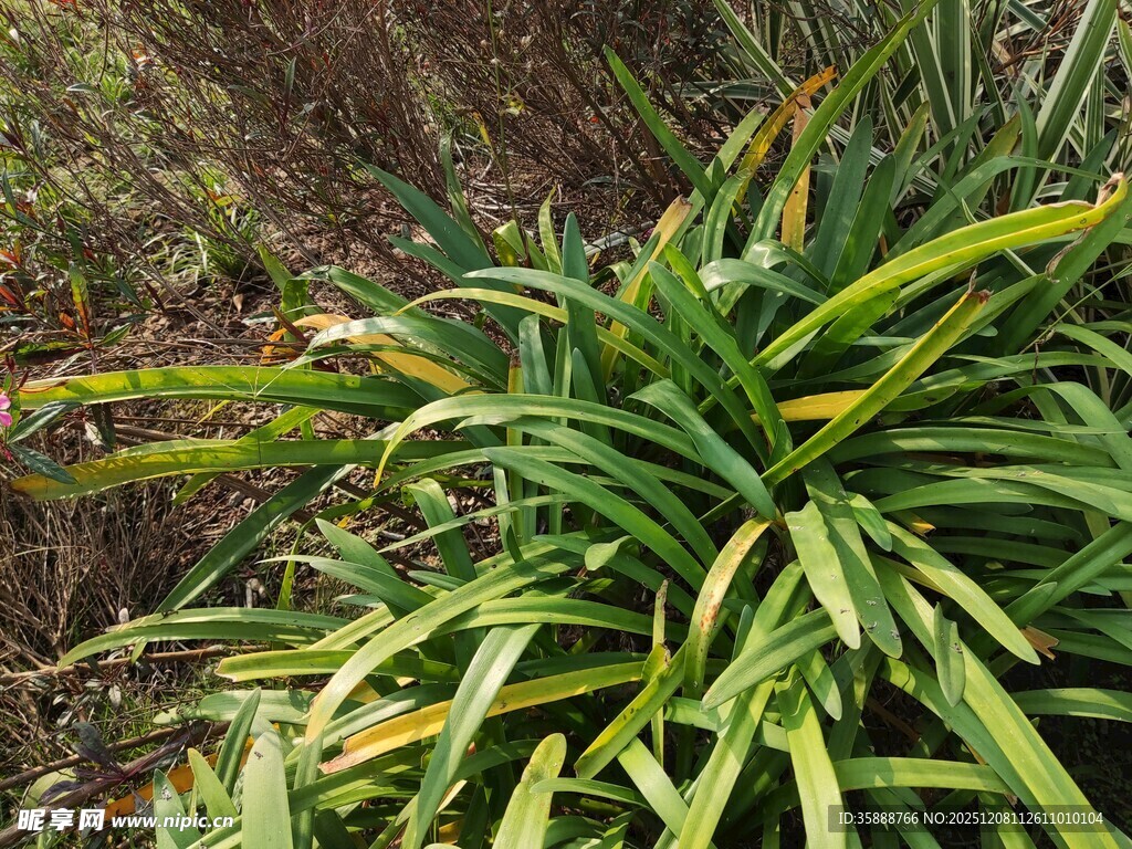 翠绿金边植物特写