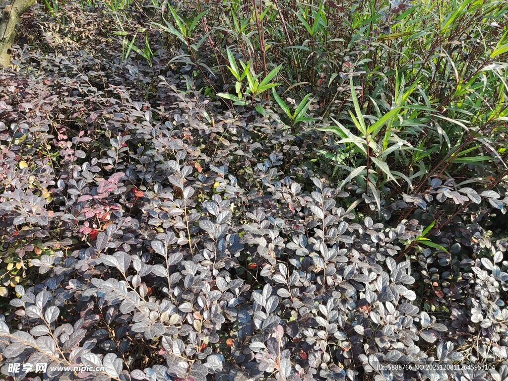 地面上的多样植物景观