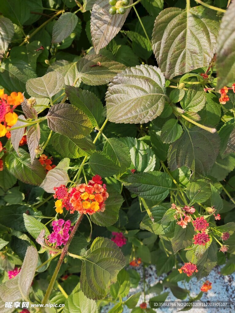 多彩花卉绿植景观