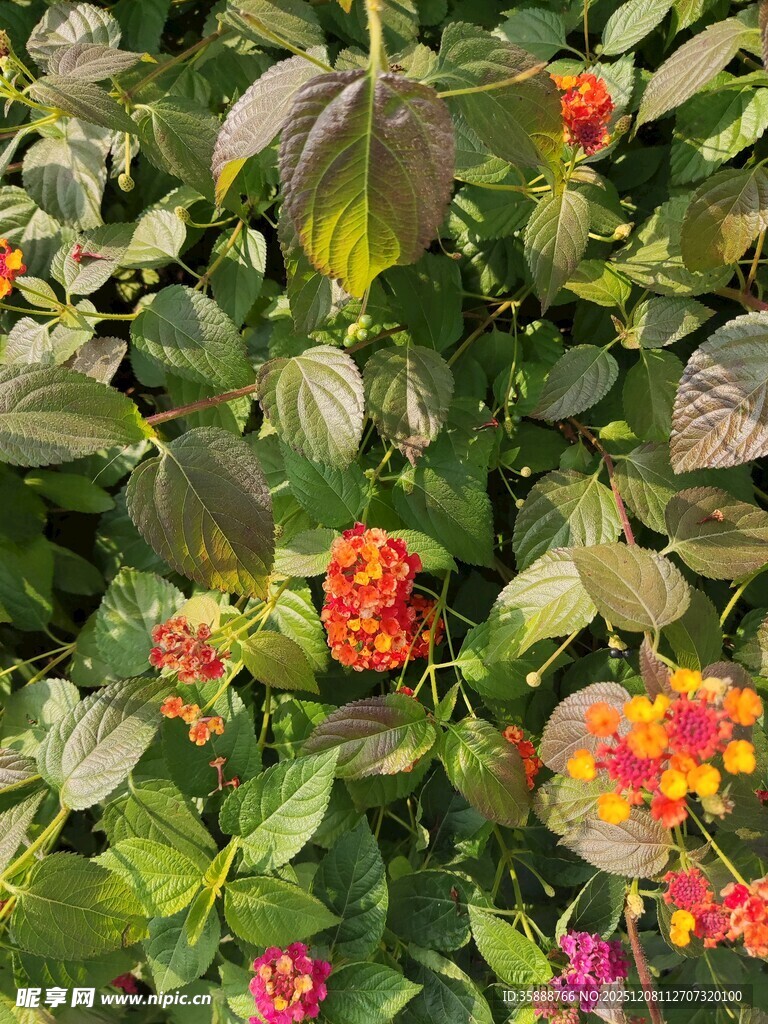 多彩斑斓的花卉植物景观