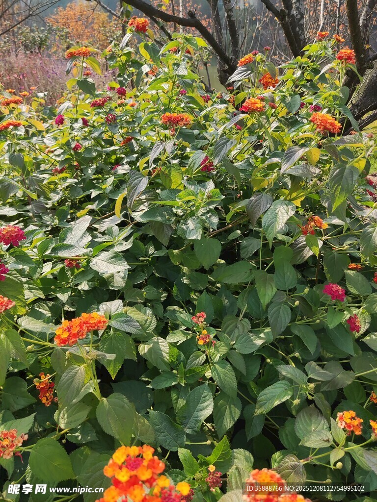 秋日花丛中的绚烂景致