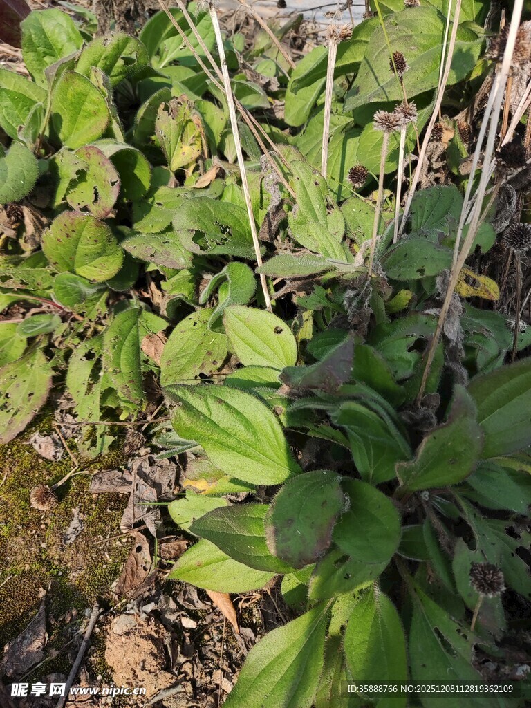 绿叶植物的自然生长景象