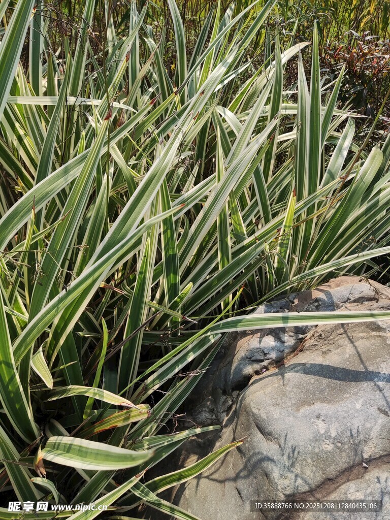 石边黄绿条纹状观赏草