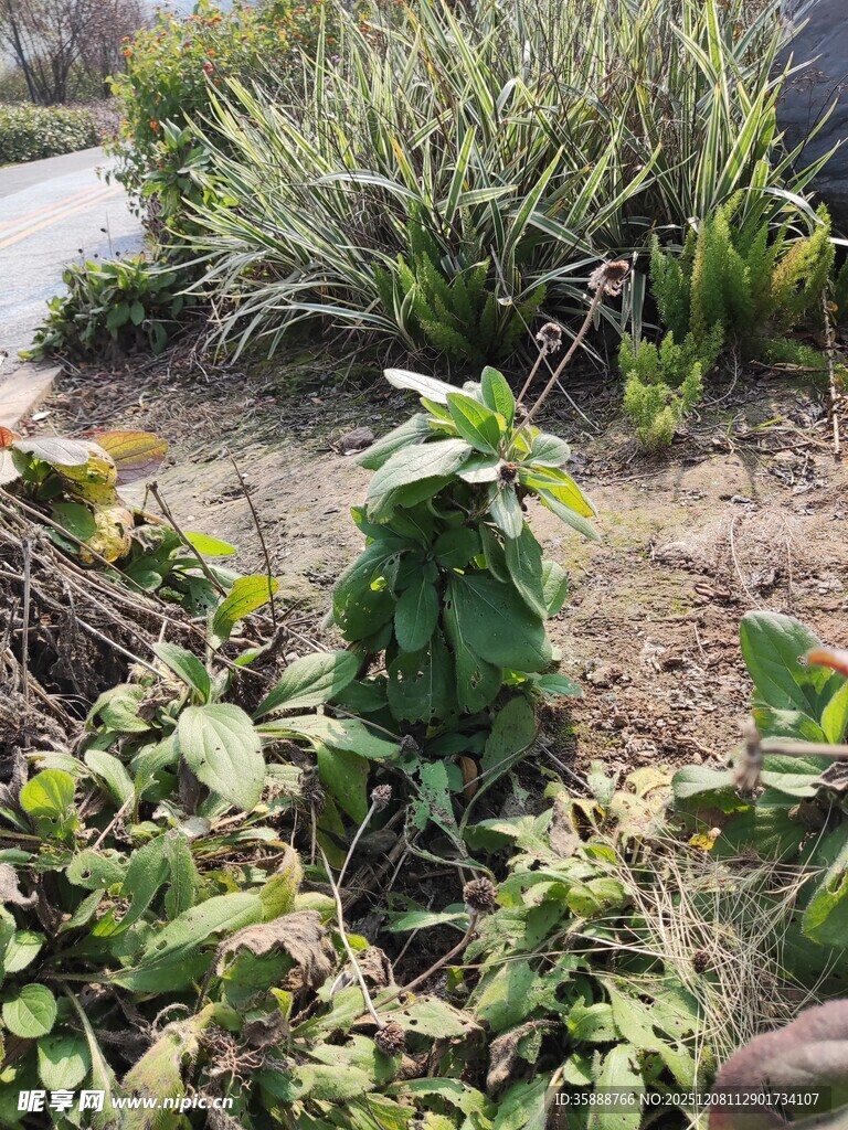 庭院中的多样绿植