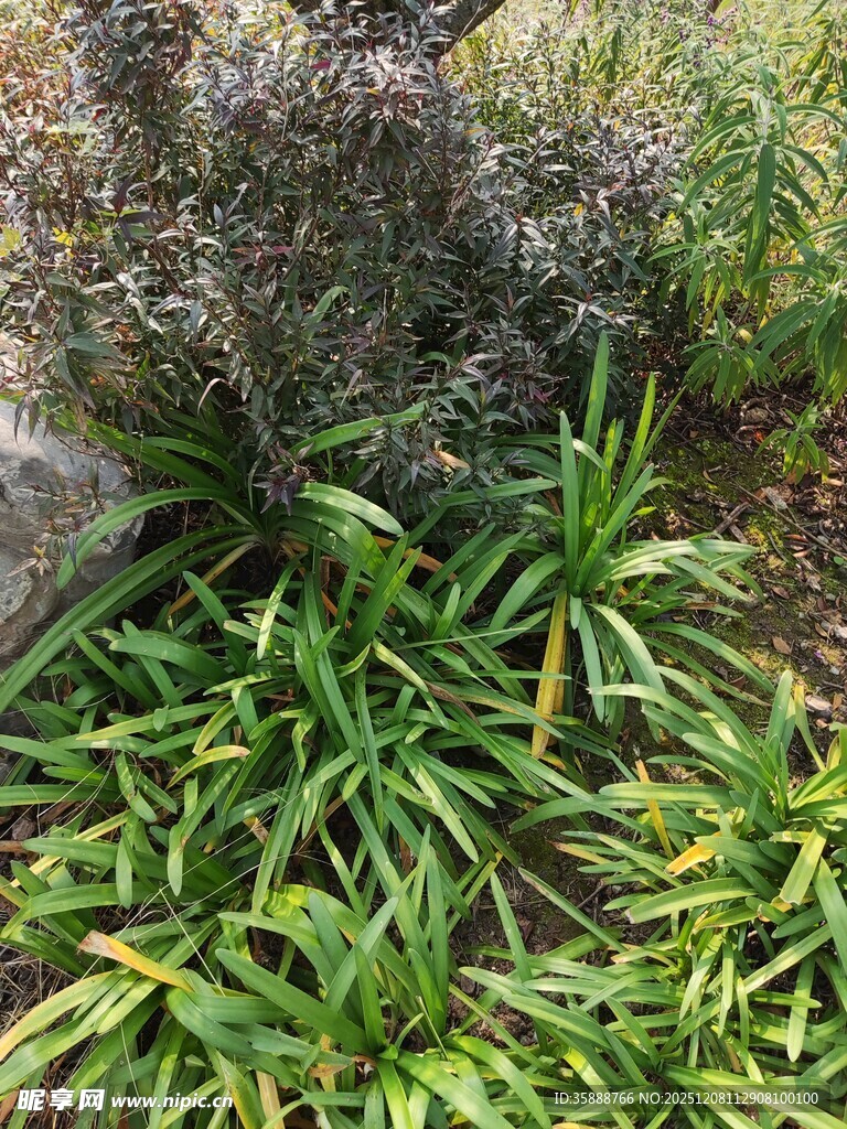 草丛中的绿植与紫色植物