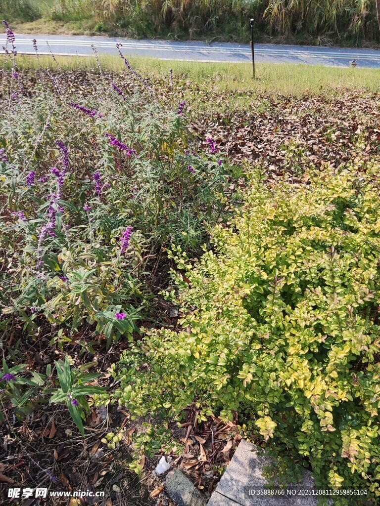 多彩花卉绿植景观