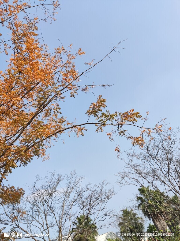 秋日枝头蓝天映衬黄叶