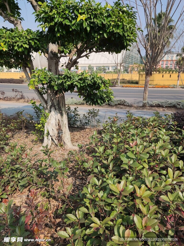 园林景观中的绿植树木