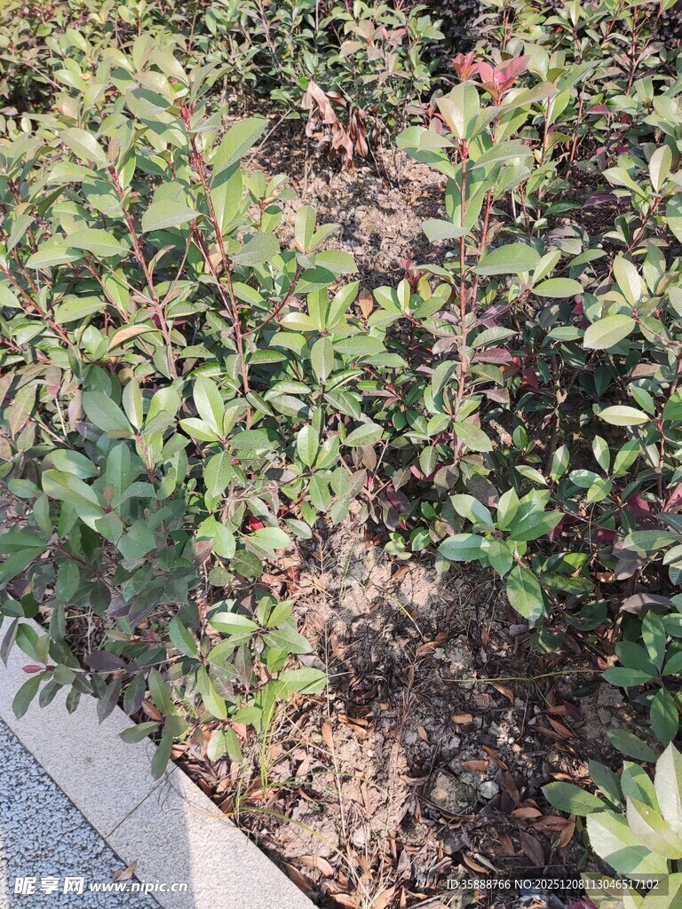 路边绿植景观
