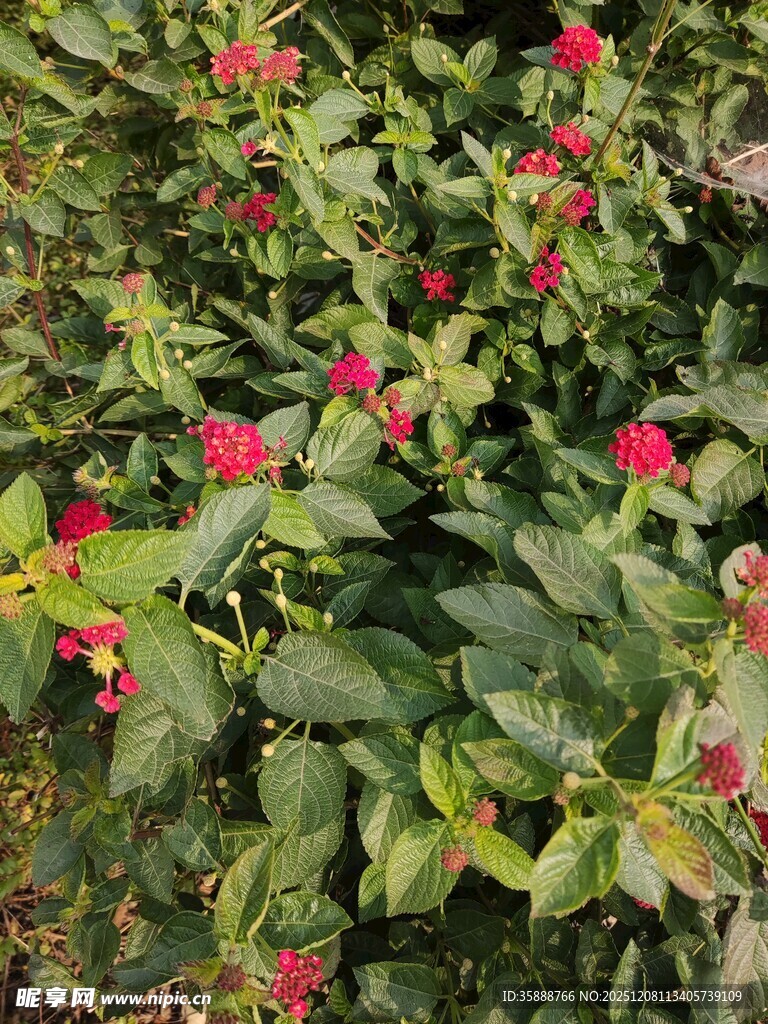 绿叶间的娇艳红花朵