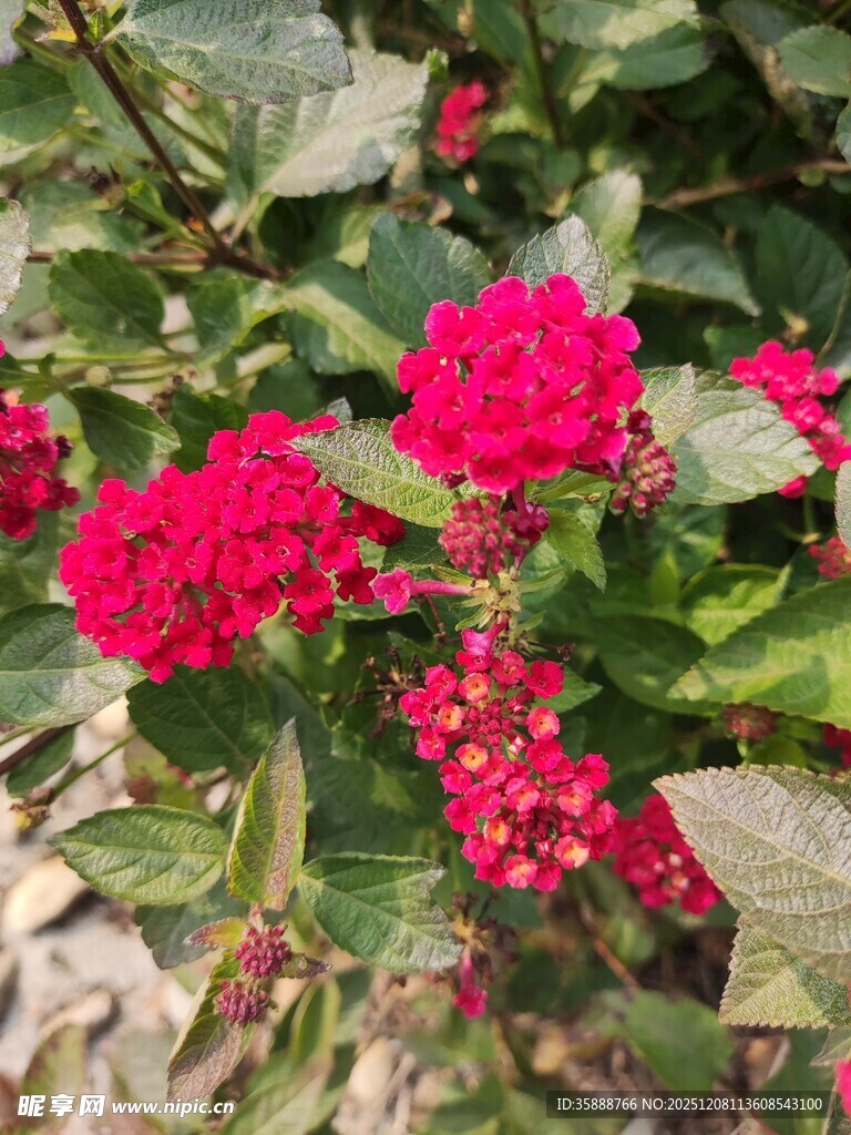 鲜艳红花朵与绿叶相伴