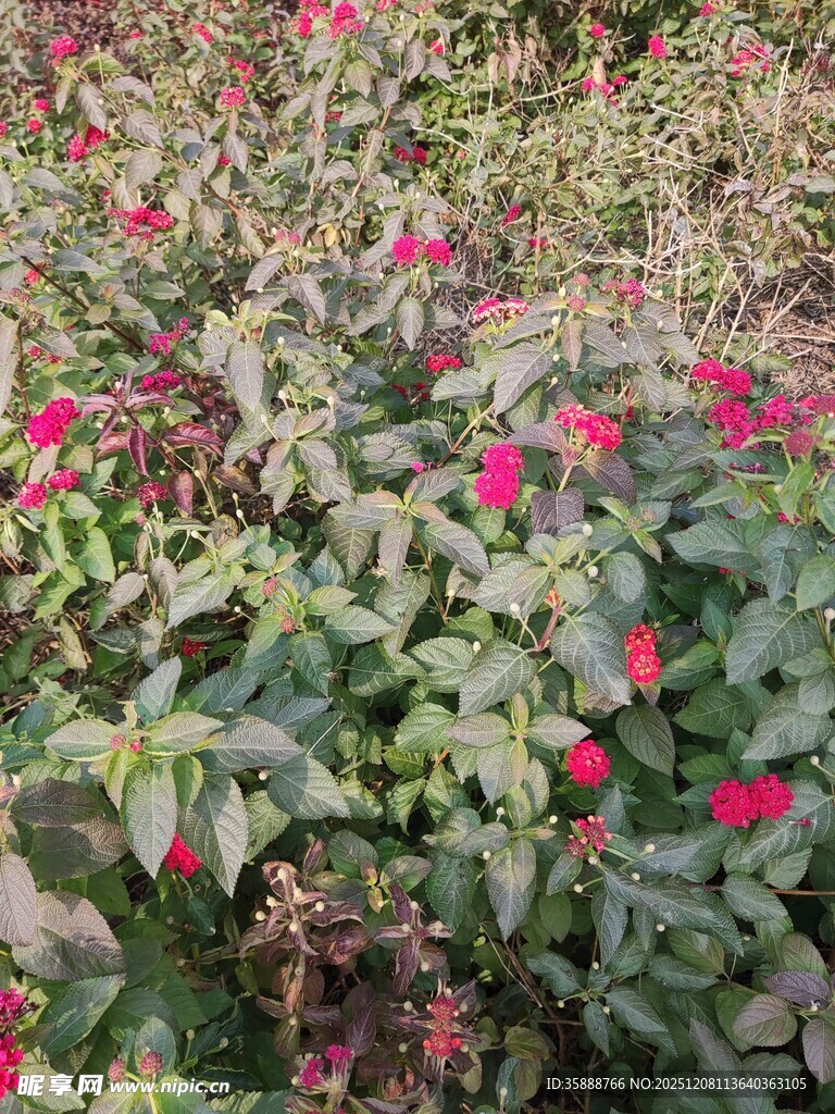 绿叶间绽放的艳红花朵