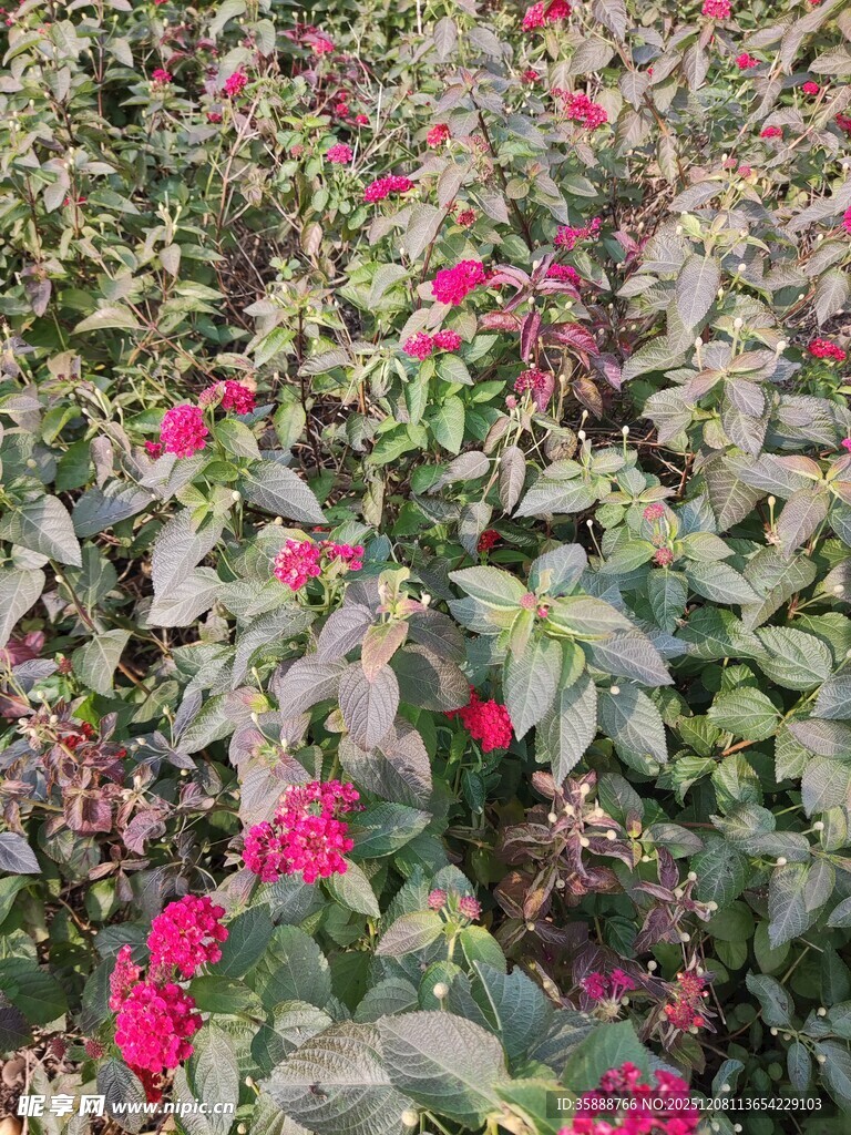 繁花似锦的玫瑰花园