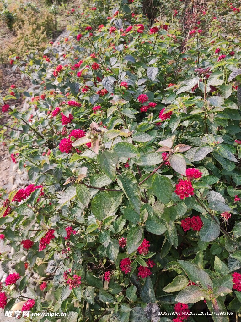 艳丽红花朵朵绽放