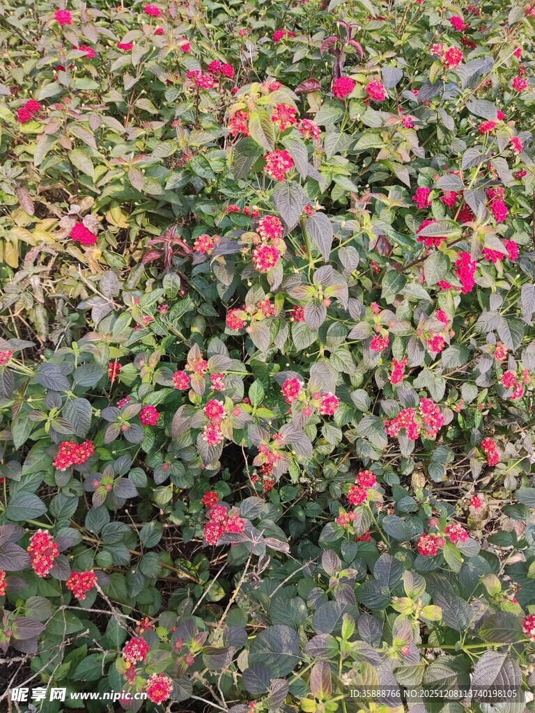 繁花似锦的绿植景观