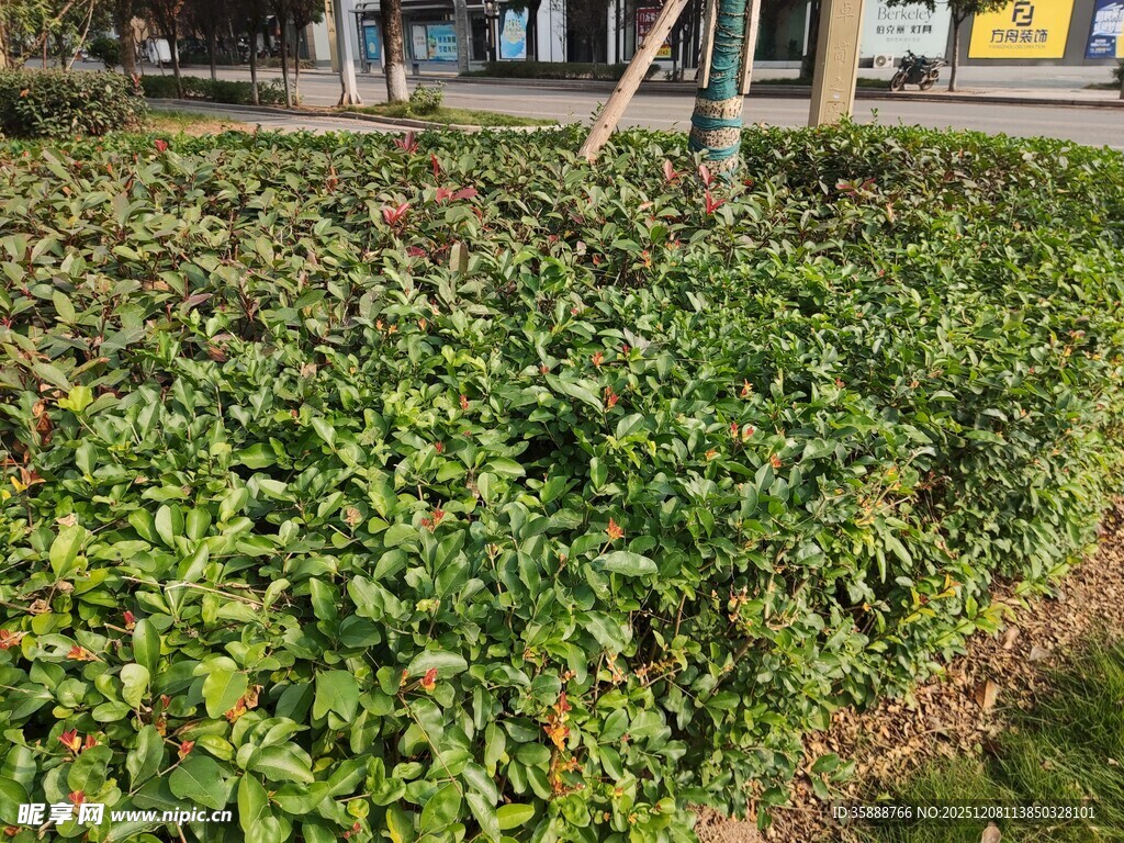 城市绿化带中的繁茂植物