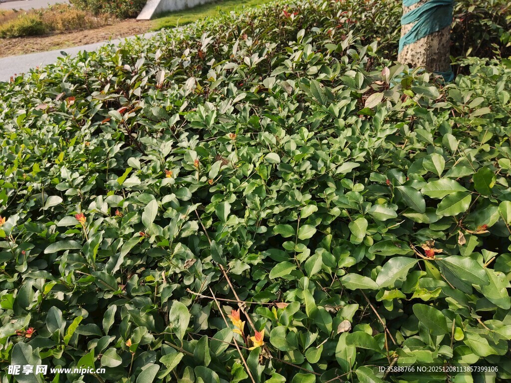 翠绿繁茂的地面绿植景观