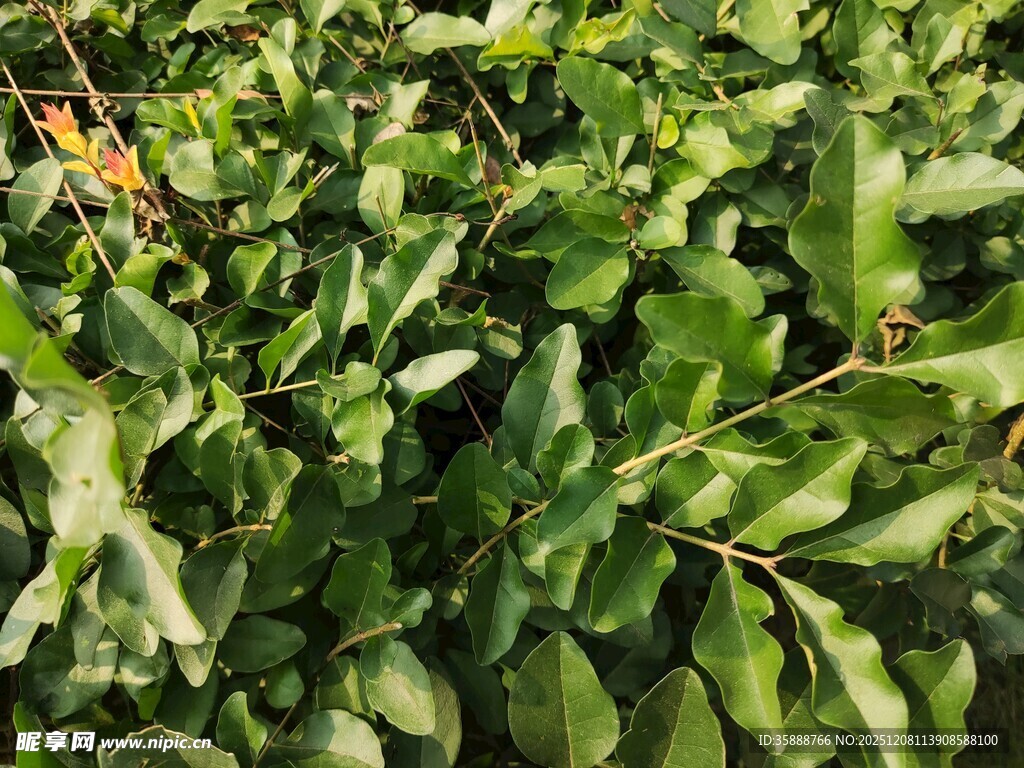 翠绿繁茂的植物枝叶