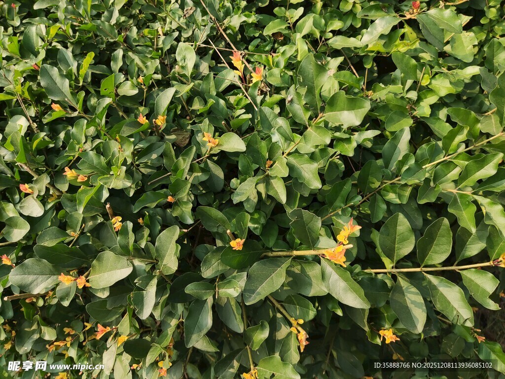 绿叶间点缀的黄色小花