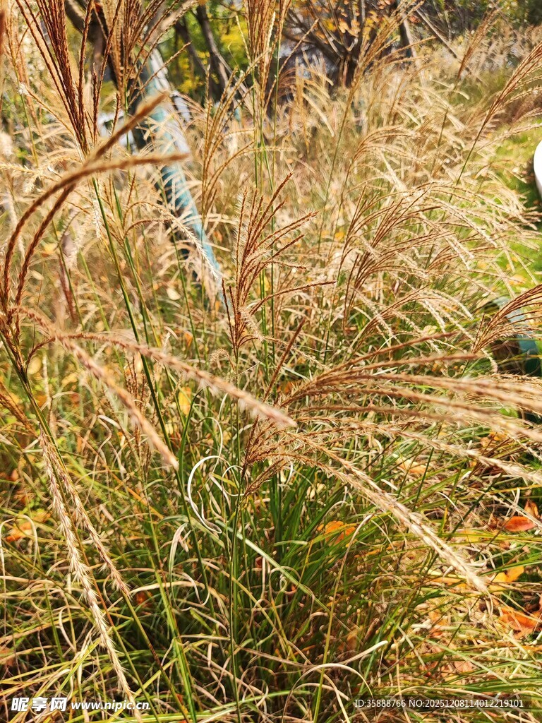 秋日丛生的金黄野草