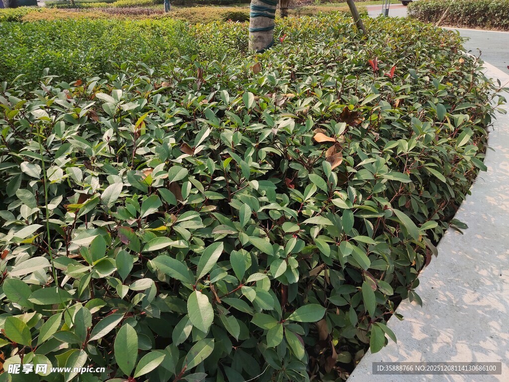 绿化带中的繁茂植物