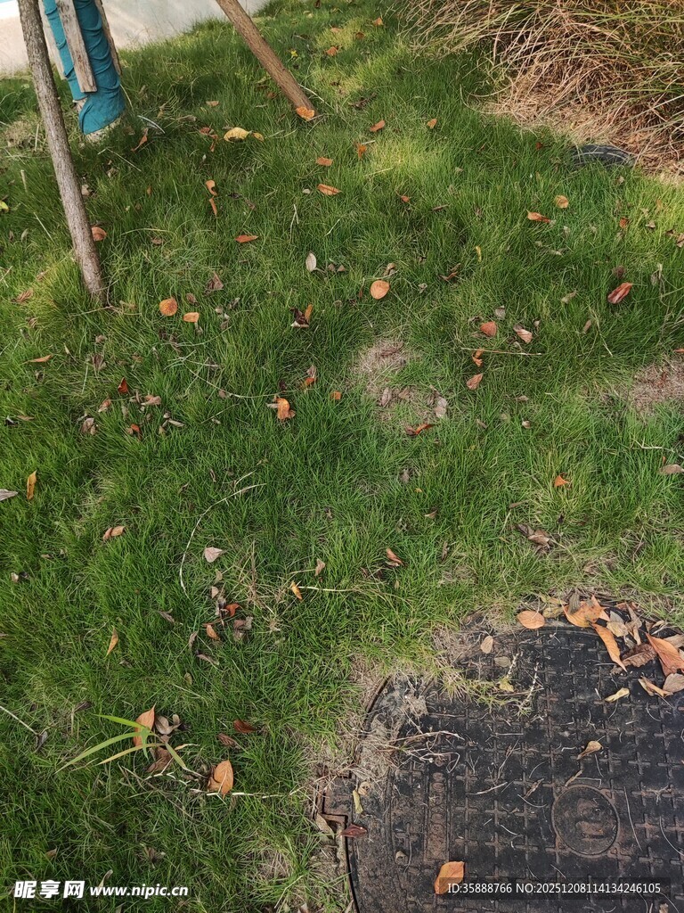 户外草地及周边景象