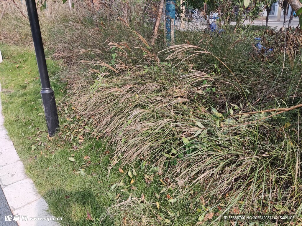 路边的茂密草丛