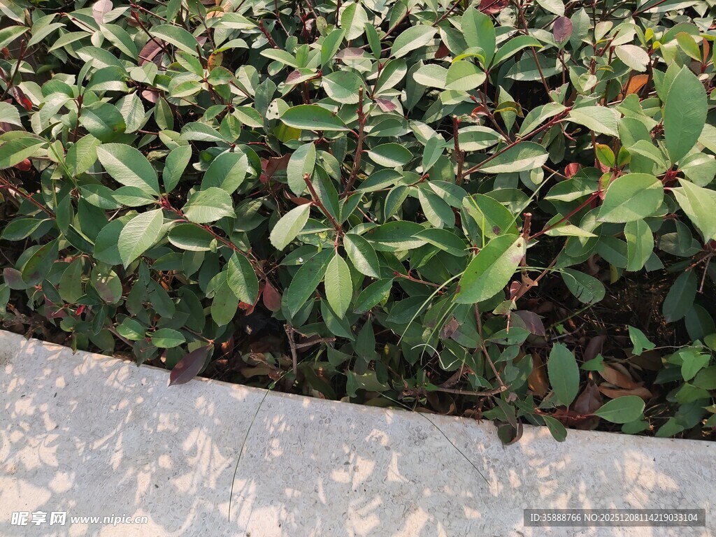 绿叶植物近景特写