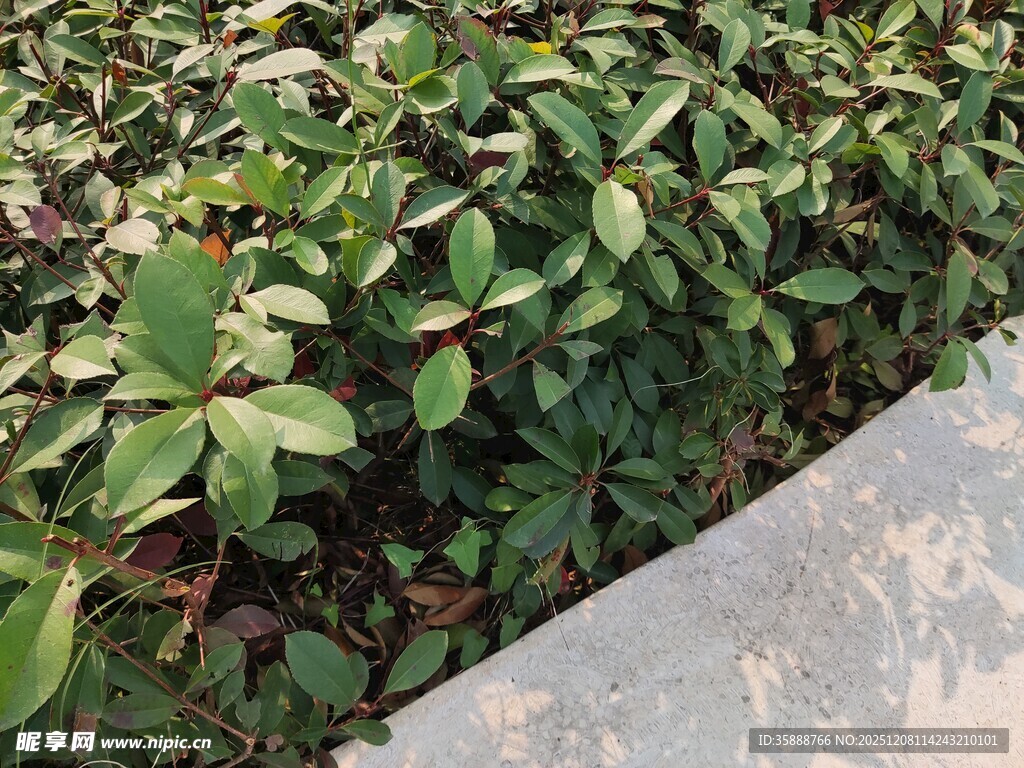 墙边翠绿植物景观