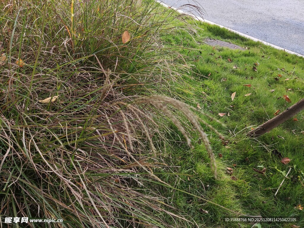 岸边翠绿草丛景象