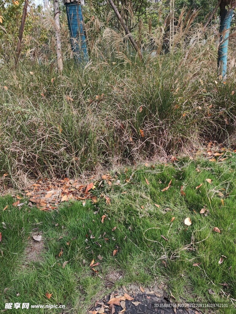 户外草地树林自然景象