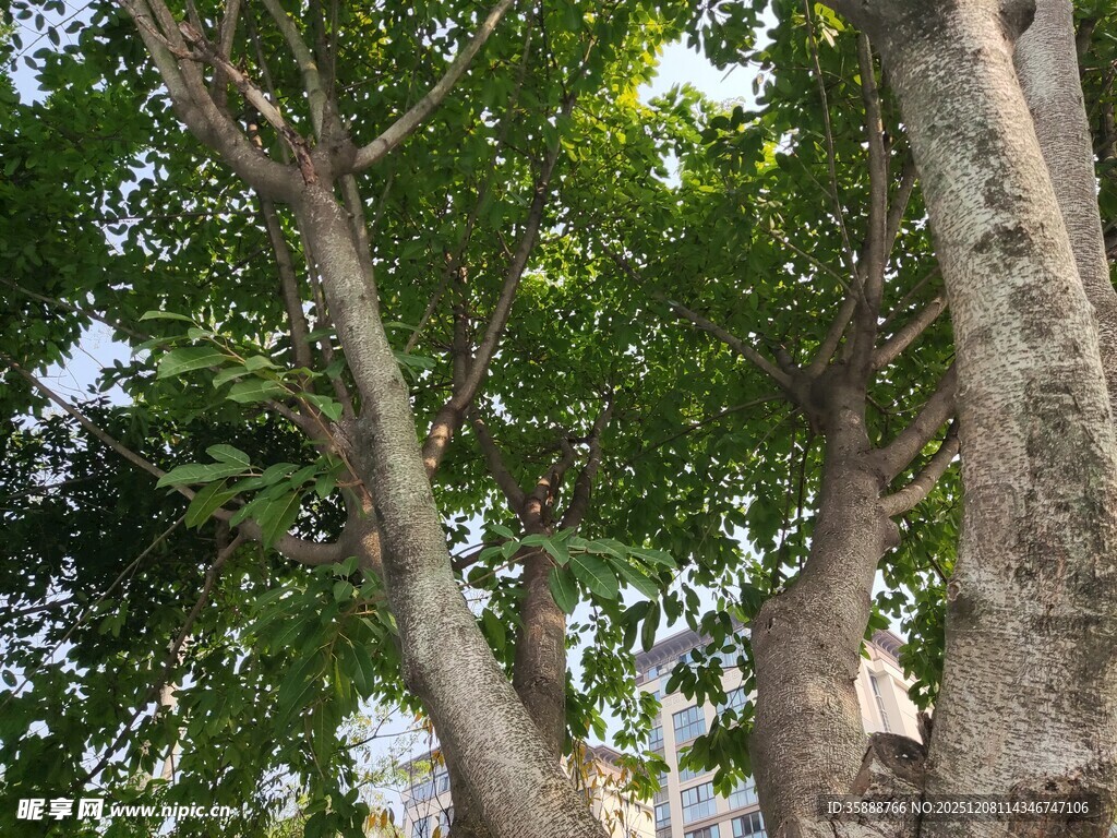 繁茂大树展现自然生机