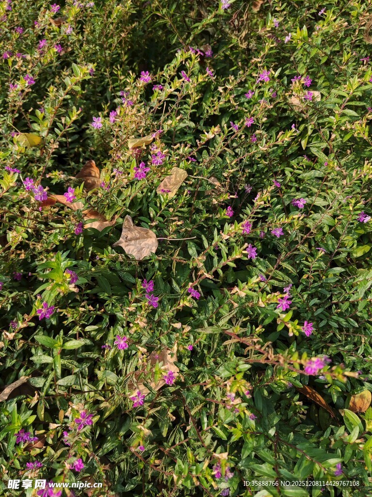 繁茂花丛中的多彩景致