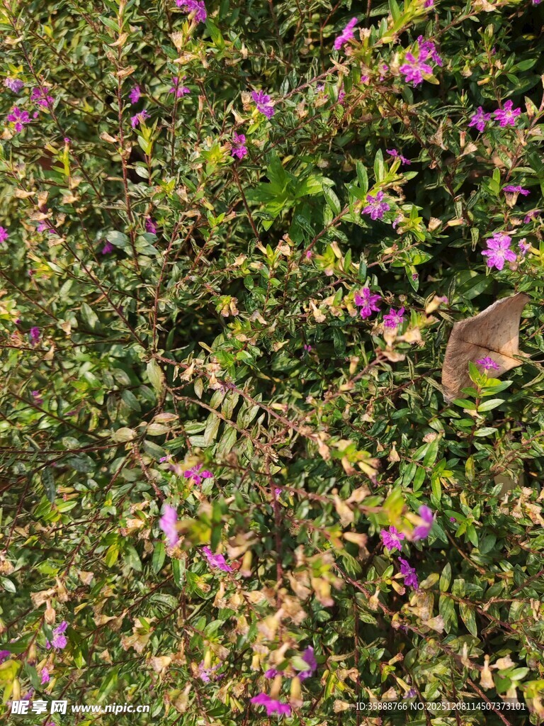 草丛中的美丽紫色小花