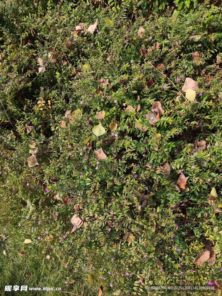 地面上的繁茂绿植