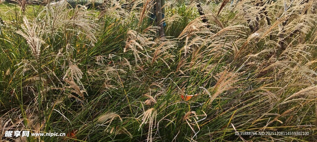 野外草丛中的自然景象