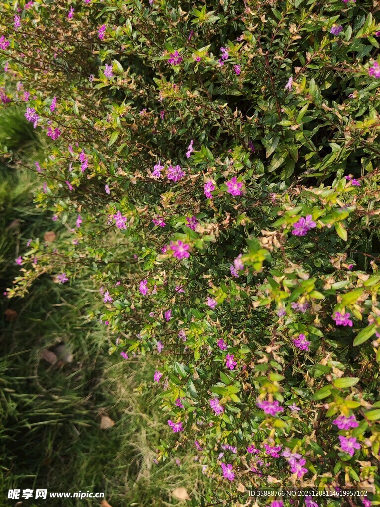 繁茂花丛中的紫色小花