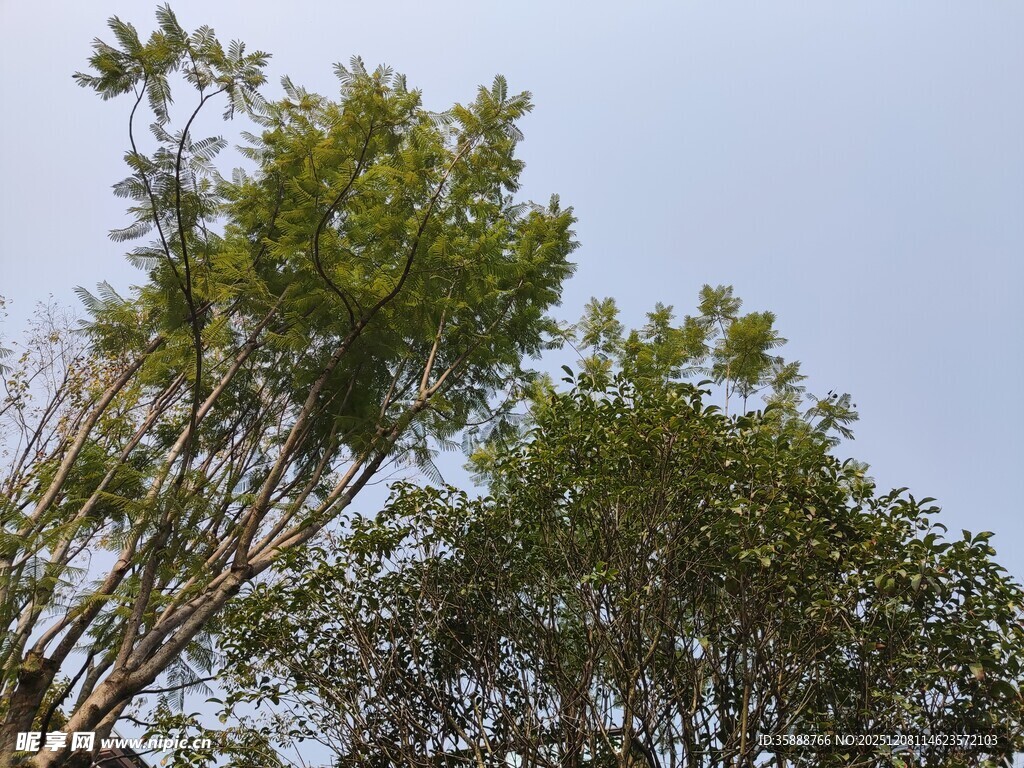 挺拔翠竹映蓝天