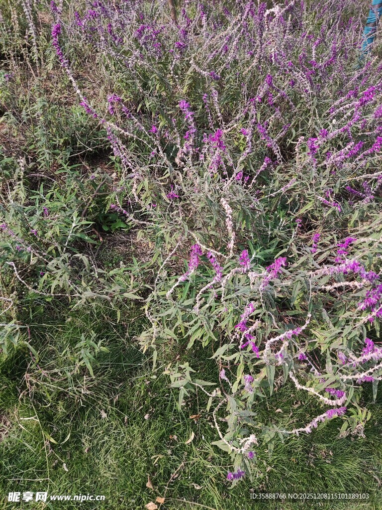 紫色花丛绽放生机