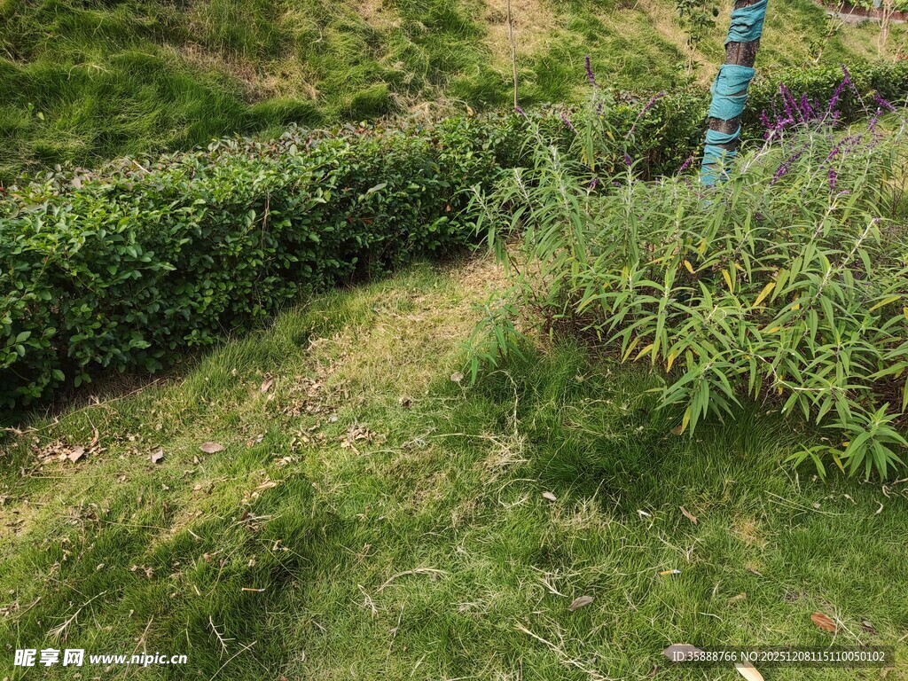 绿意盎然的户外植被景致