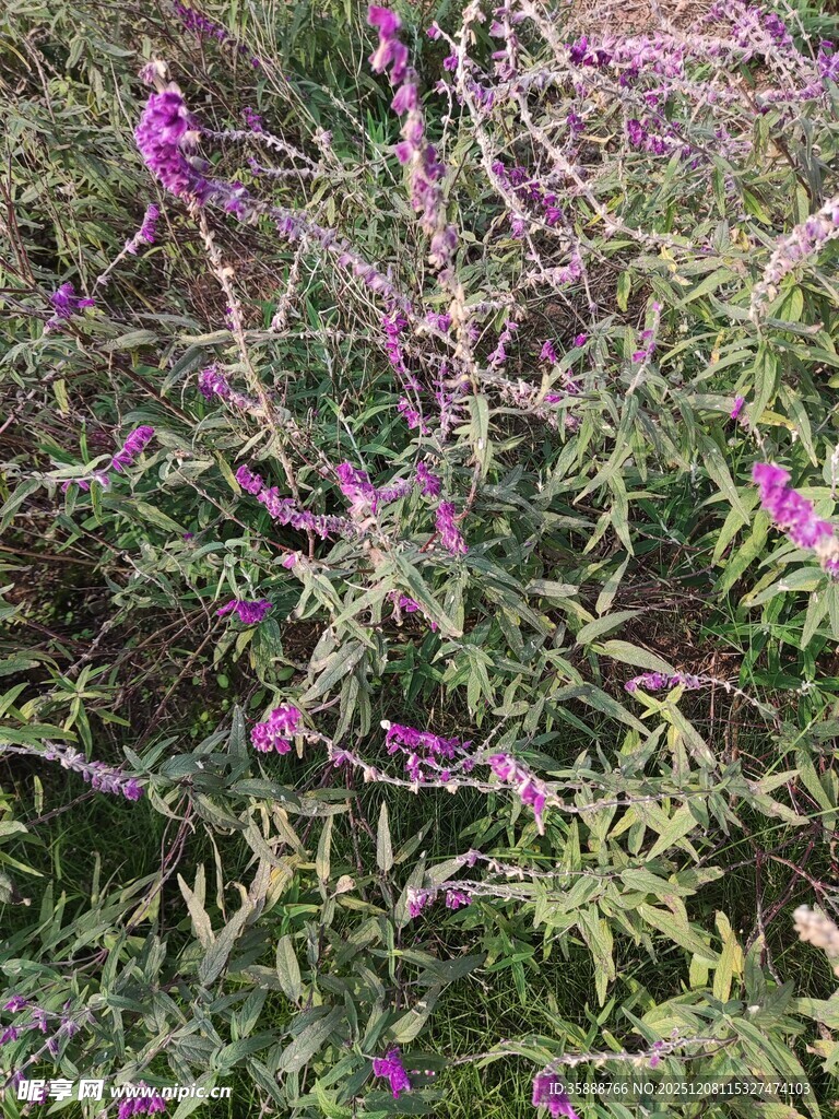 紫色花丛绽放自然美景