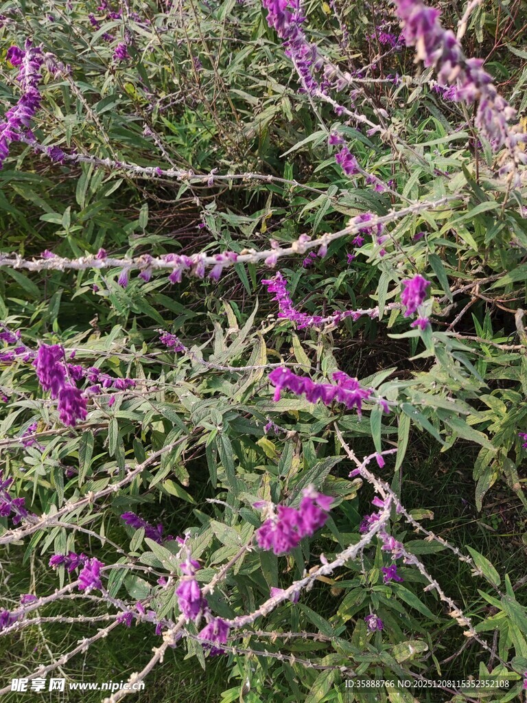 紫色绽放的繁茂花枝