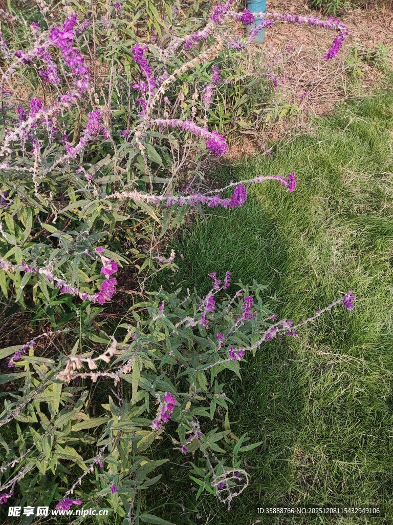 紫色野花绽放于草地