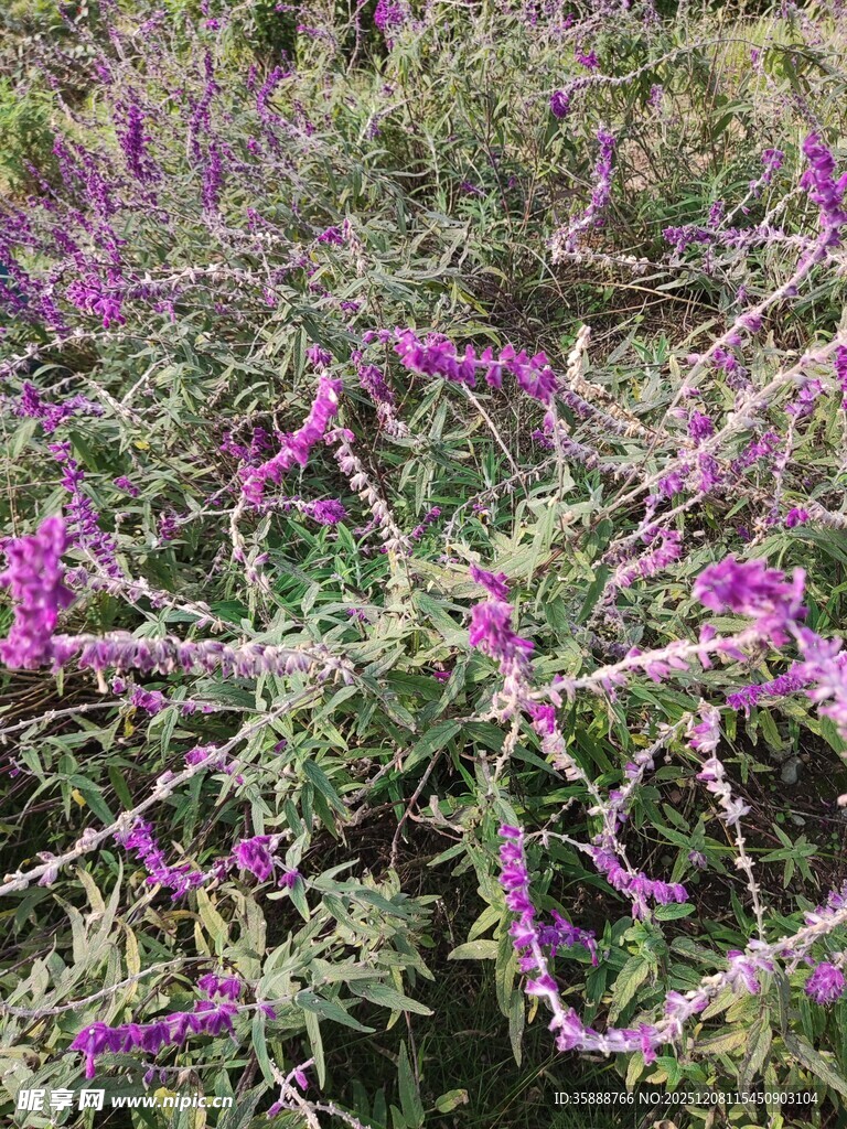 紫色繁茂花枝绽放