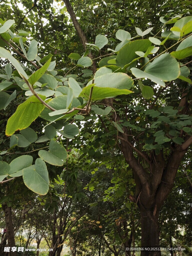 绿叶繁茂的树林景象